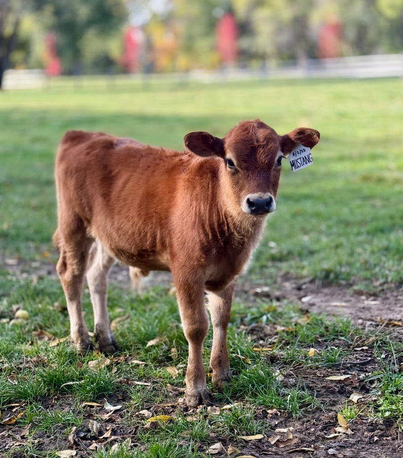 BMJ mustang - Brown mini Jersey calf standing on a grassy field with a tag on its ear.