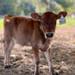Brown mini Jersey calf with a name tag on a dirt ground with trees in the background