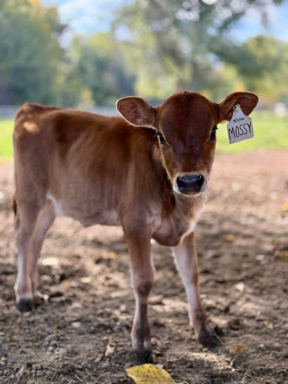 Brown mini Jersey calf with a name tag on a dirt ground with trees in the background