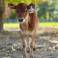 Young brown mini Jersey calf with a tag on its ear standing on a dirt path with greenery in the background