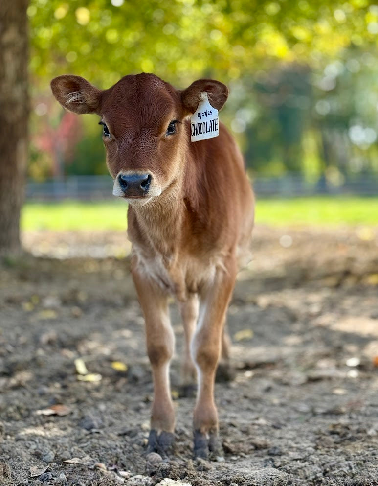Young brown mini Jersey calf with a tag on its ear standing on a dirt path with greenery in the background