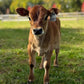 Young brown mini Jersey cow standing in a grassy field with a blurred background