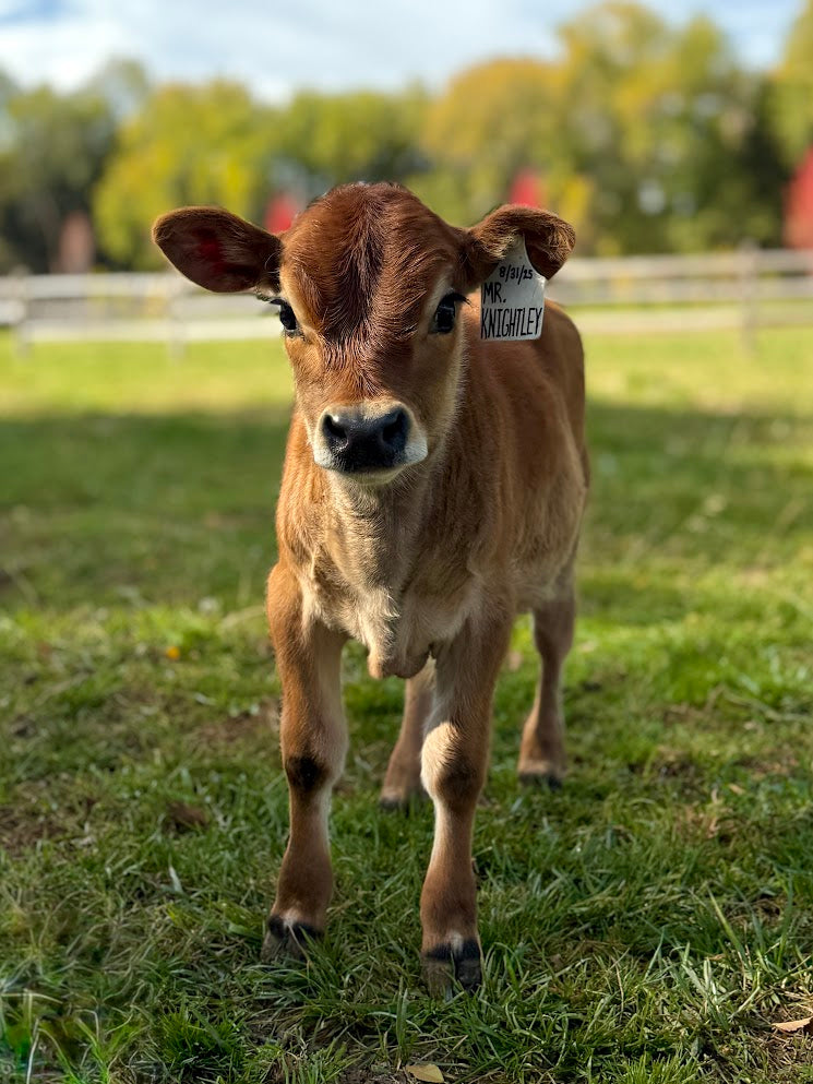 Young brown mini Jersey cow standing in a grassy field with a blurred background