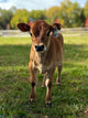 Young brown mini Jersey cow standing in a grassy field with a blurred background