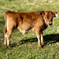 Brown mini Jersey calf standing on a grassy field