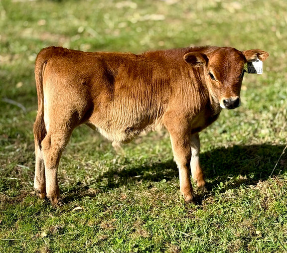Brown mini Jersey calf standing on a grassy field