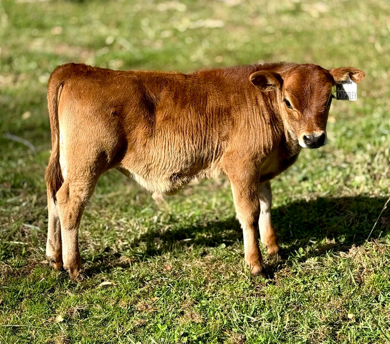 Brown mini Jersey calf standing on a grassy field