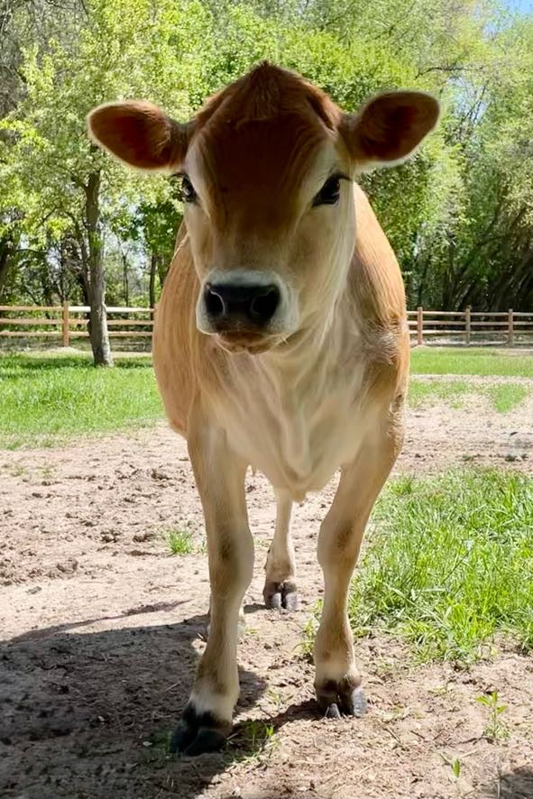 Mini Jersey cow standing on a dirt path with green grass and trees in the background