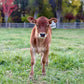Young brown cow standing in a grassy field with trees in the background