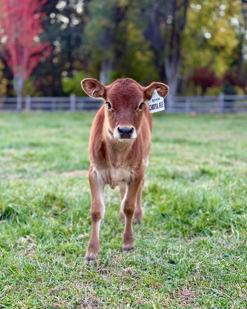 Young brown cow standing in a grassy field with trees in the background