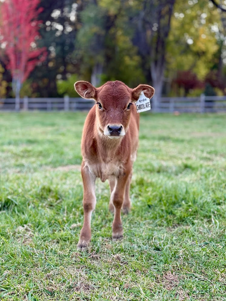 Brown mini Jersey calf standing in a grassy field with trees in the background