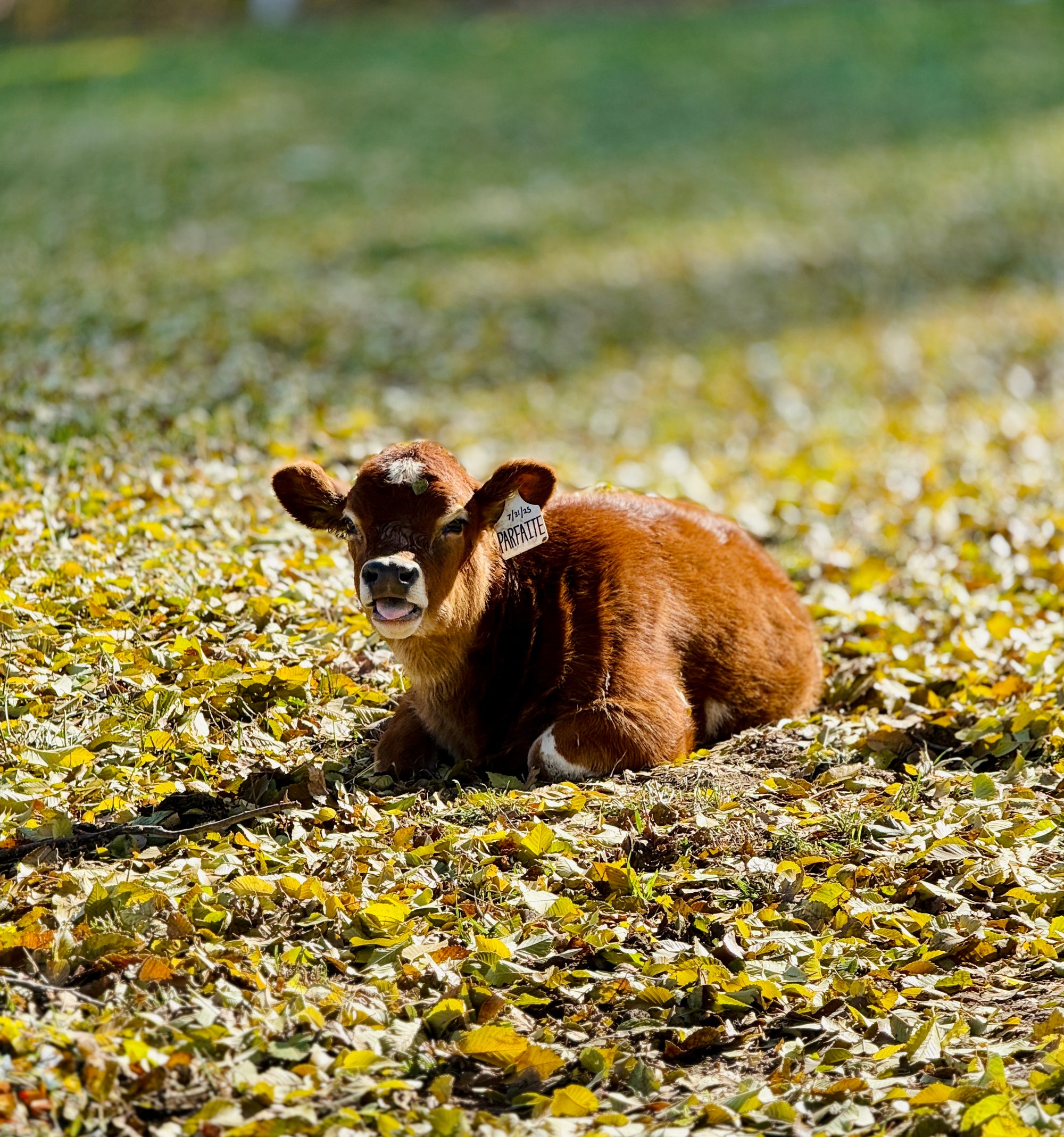 Mini Jersey calf lying in a grassy field