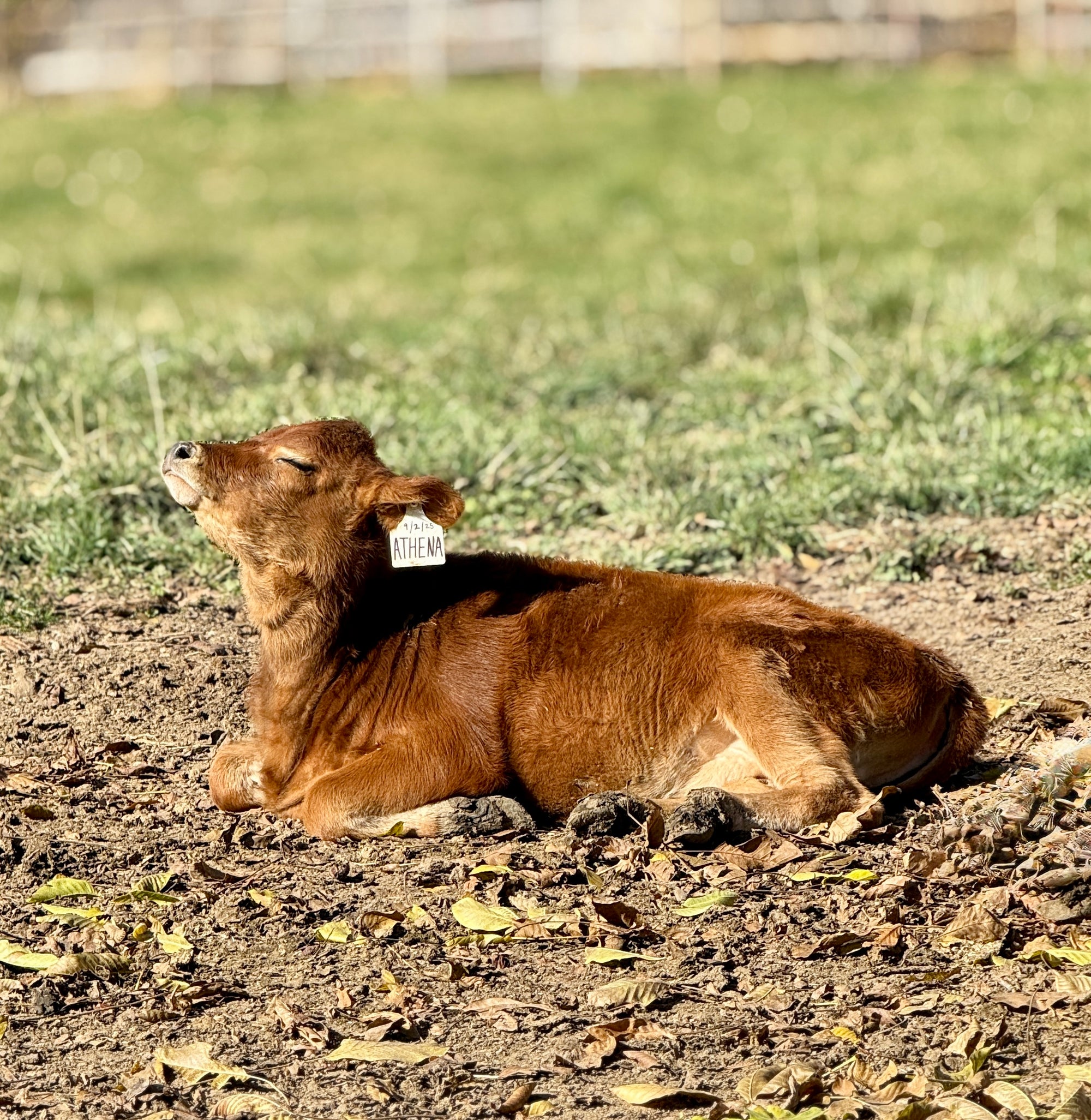 Brown mini Jersey calf lying on a patch of dirt with a blurred grassy field in the background