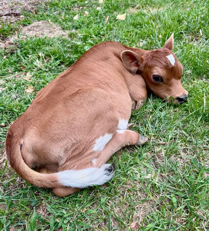 Mini Jersey calf lying on grass with a white patch on its head