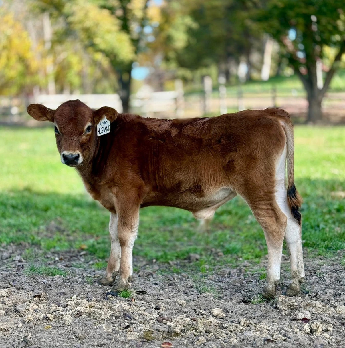 Brown mini Jersey calf standing on a dirt path with trees and grass in the background