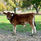 BMJ Mustang - Brown mini Jersey calf standing on a dirt path with a blurred green background