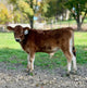 BMJ Mustang - Brown mini Jersey calf standing on a dirt path with a blurred green background