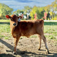 Young brown cow standing on a dirt path with trees and grass in the background