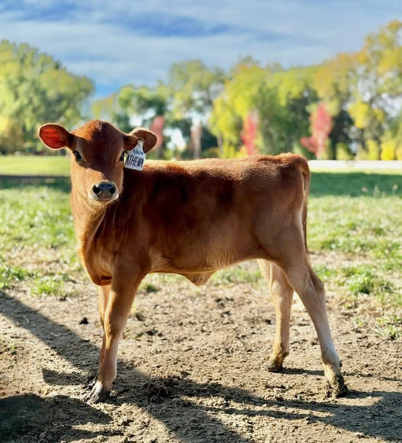 Young brown cow standing on a dirt path with trees and grass in the background