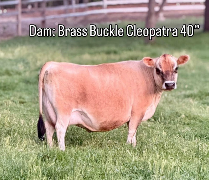 Cow standing in a grassy field with text overlay about 'Brass Buckle Cleopatra 40'.