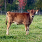 Brown mini Jersey calf standing in a grassy field with trees in the background