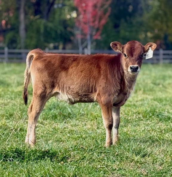 Brown mini Jersey calf standing in a grassy field with trees in the background