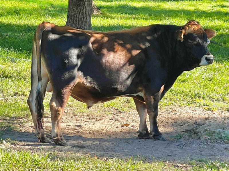 RRR Ragnar mini Jersey cow standing on a dirt path with grass in the background