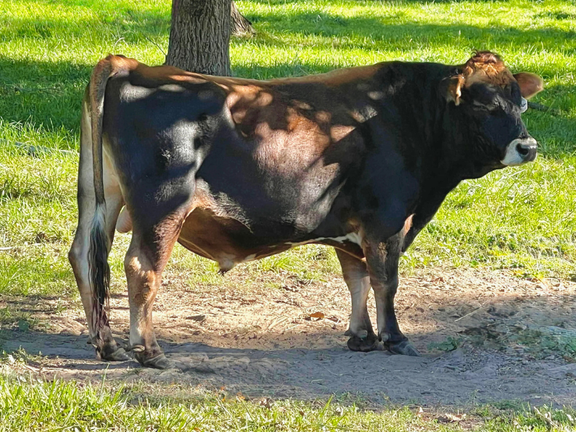 RRR Ragnar mini Jersey cow standing on a dirt path with grass in the background