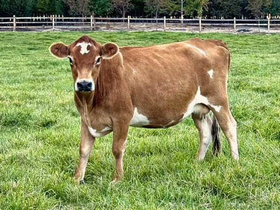 Sugarfoot - Brown mini Jersey cow with white markings standing in a grassy field