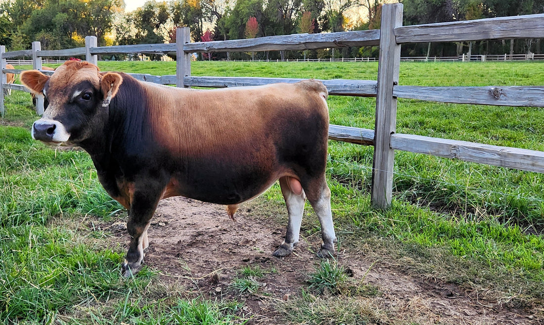 Mini Jersey Sires & Bulls | Semen Available – Bella's Mini Jerseys