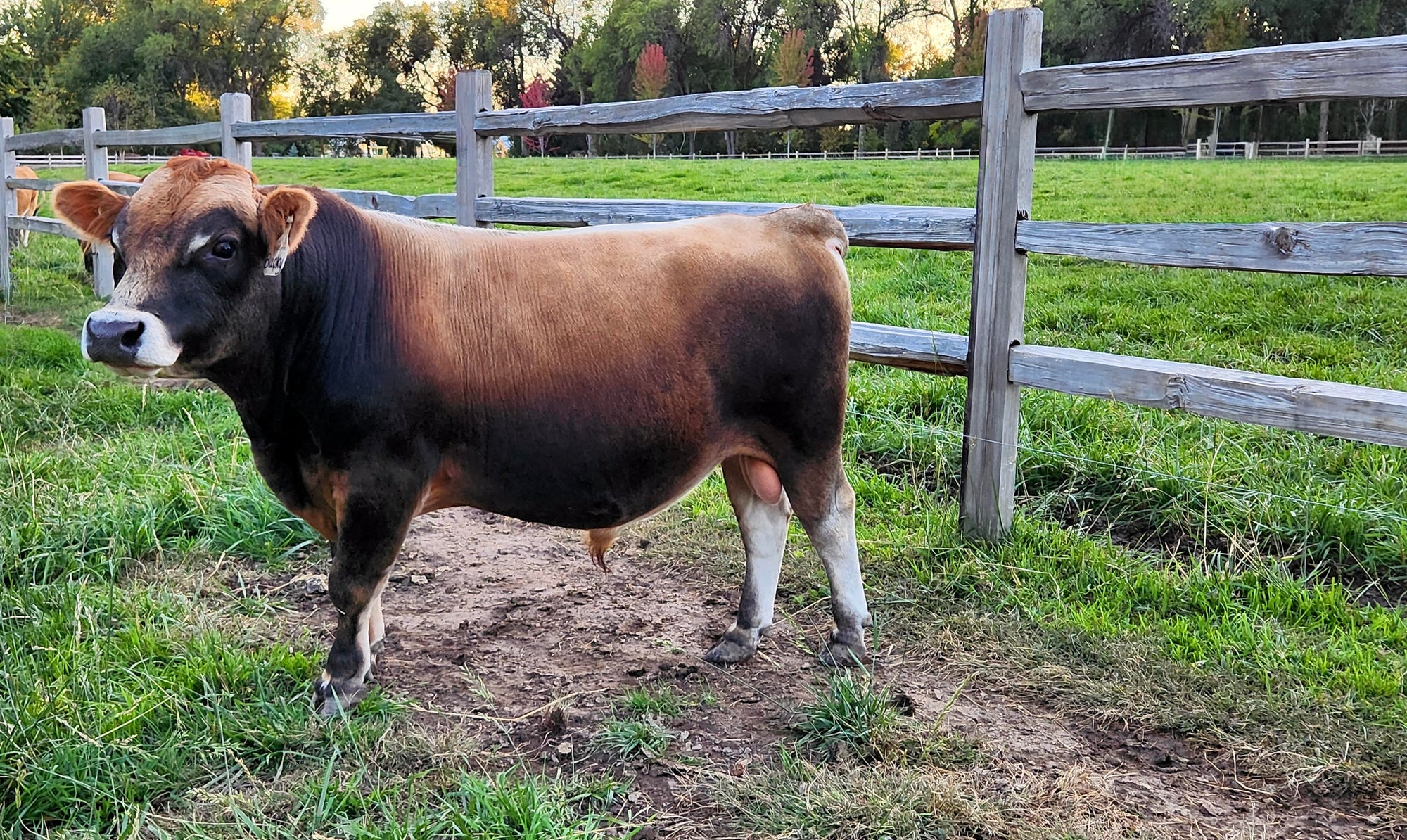 Fawn colored miniature jersey bull named P.V.F Bucky standing in a grassy feild with wooden fence in the back round.