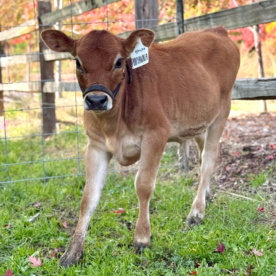 BMJ Pollyanna - Brown mini Jersey calf standing in a grassy area with a fence in the background