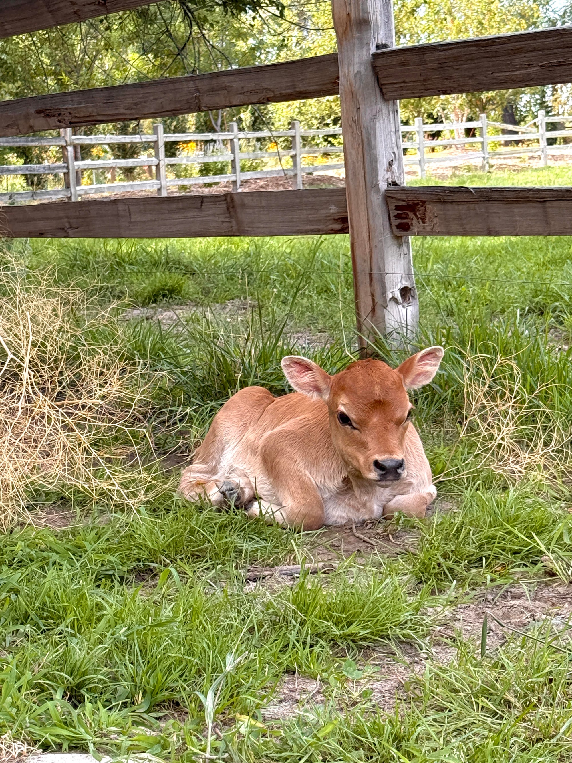 light brown Mini Jersey calf laying down in a green pasture with a wooden fence behind it.