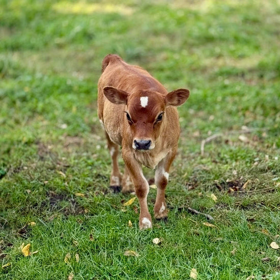 BMJ Parfaite - Young brown mini Jersey cow walking on a grassy field