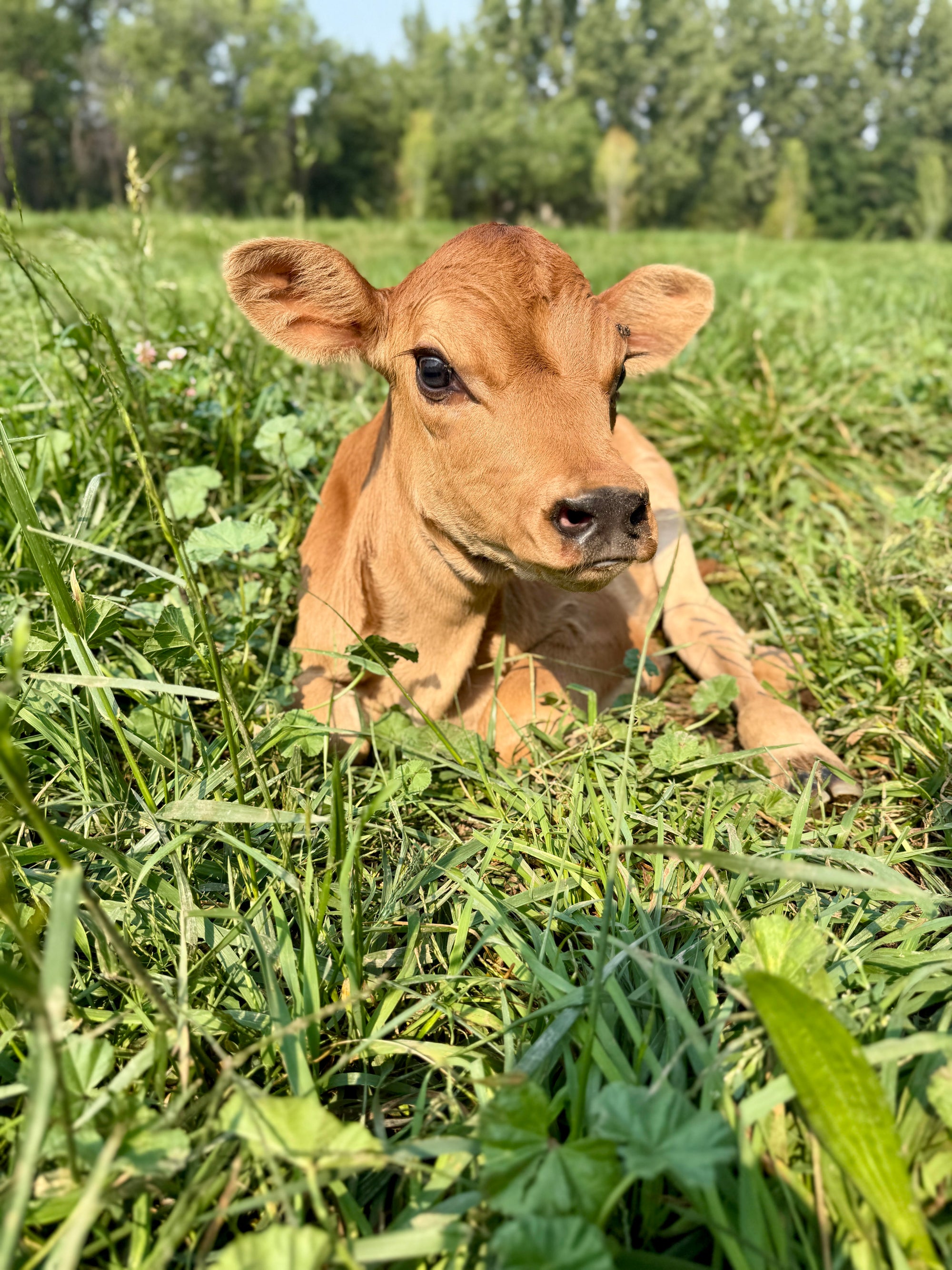 Mini Jersey calf sitting in a grassy field with trees in the background