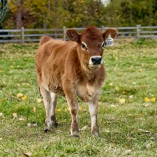 BMJ Buttercup - Brown mini Jersey calf standing in a grassy field with a blurred background