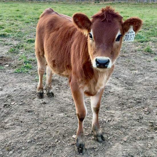 BMJ Juliet - Brown mini Jersey cow standing on a dirt path with a grassy field in the background